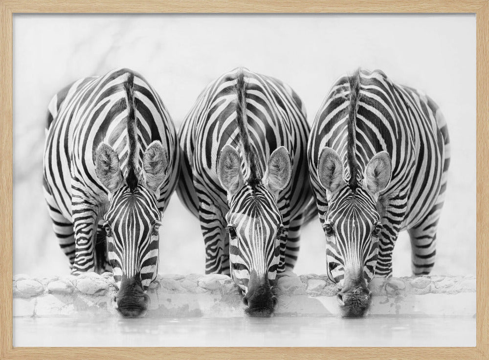 A striking black and white photograph of three zebras standing side by side, their heads lowered in unison to drink from a watering hole. The symmetrical composition highlights the mesmerizing patterns of their stripes against a bright, white background. The image is presented within a silver frame. Print