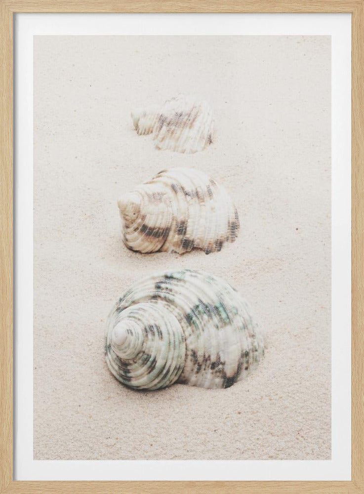 A close-up photograph of three seashells arranged in a vertical line on pale, fine-grained sand. The shells increase in size from top to bottom, with the largest, a white and green patterned turban shell, in the foreground. The image has a soft, serene quality and is enclosed in a black frame. Print