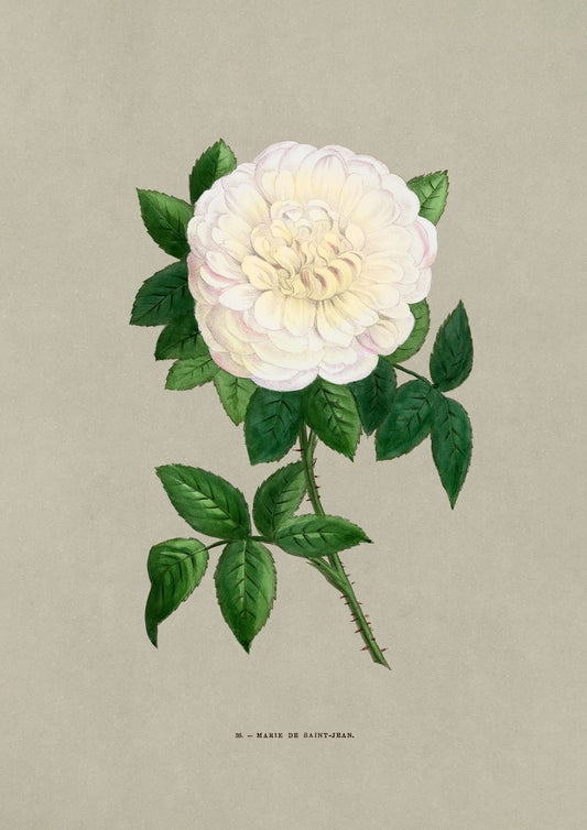 variant-21x30_no-margin