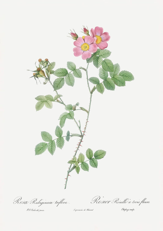 variant-21x30_no-margin
