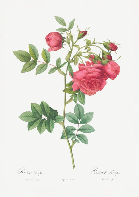 variant-21x30_no-margin