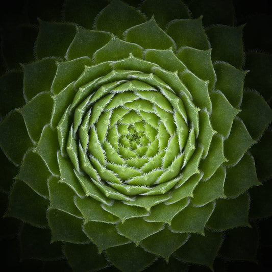 variant-30x30_no-margin