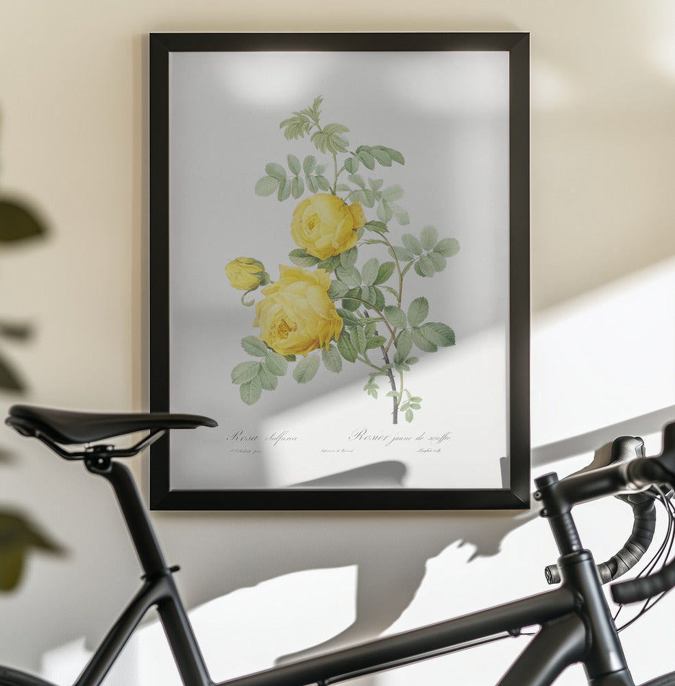 Rosa Hemisphaerica, Les Roses (1817–1824) - Poster / Art Print - interiör