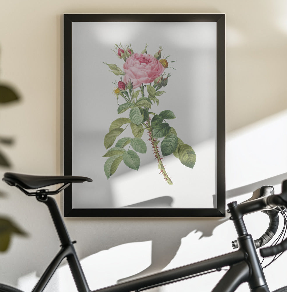 Rosa Bifera Macrocarpa, Les Roses (1817–1824) - Poster / Art Print - interiör