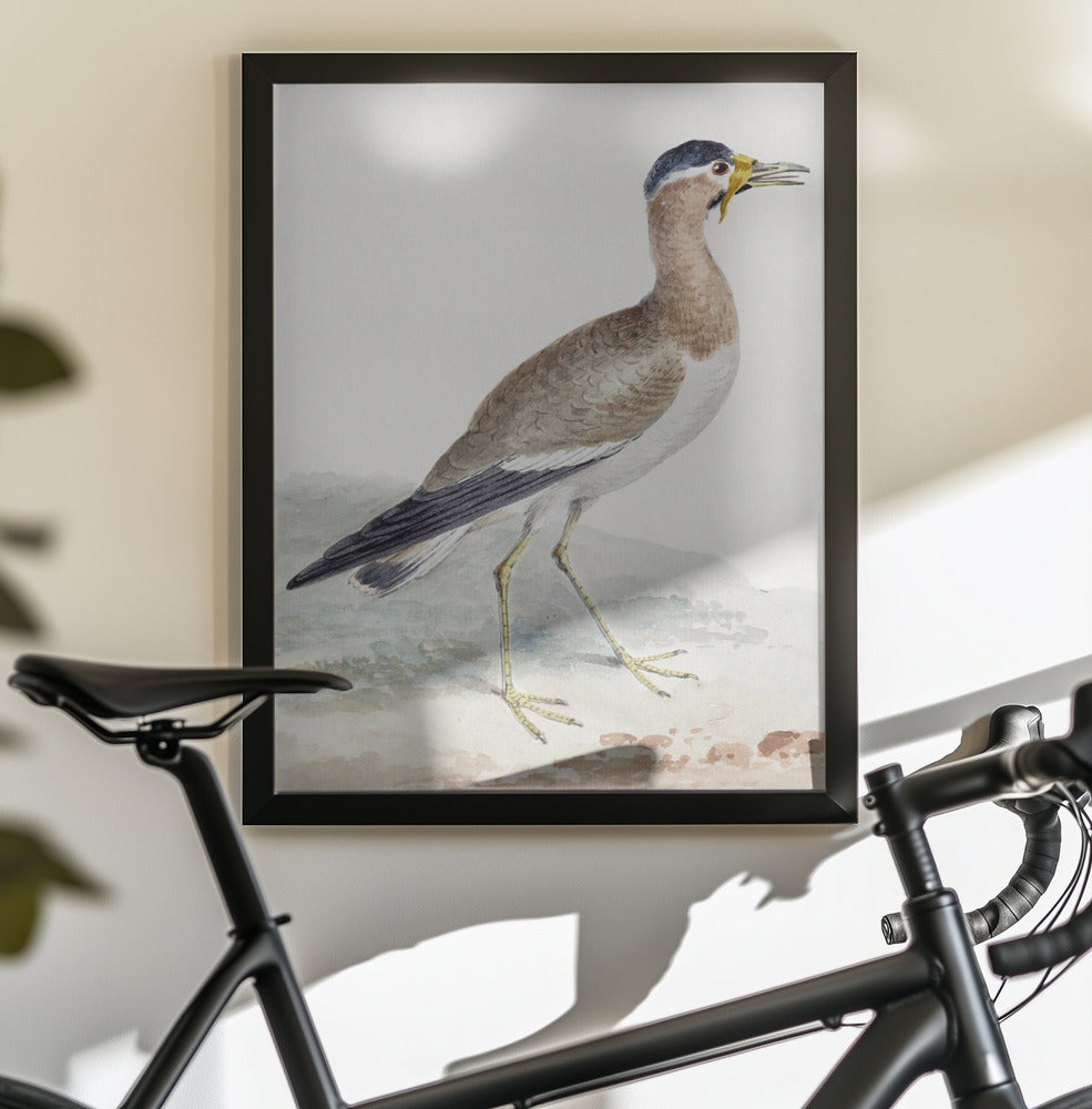 A Yellow Wattled Lapwing - Poster / Art Print - interiör