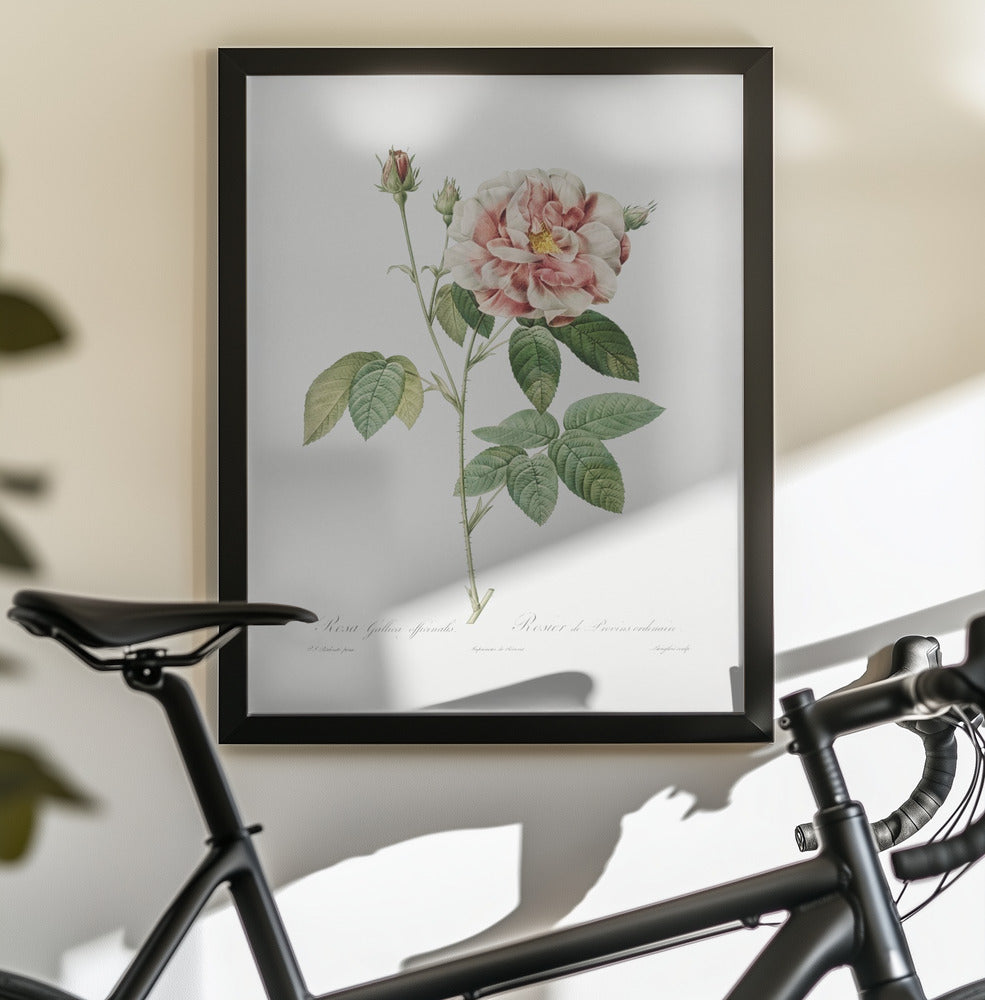 Rosa Gallica (1817–1824), Les Rose - Poster / Art Print - interiör