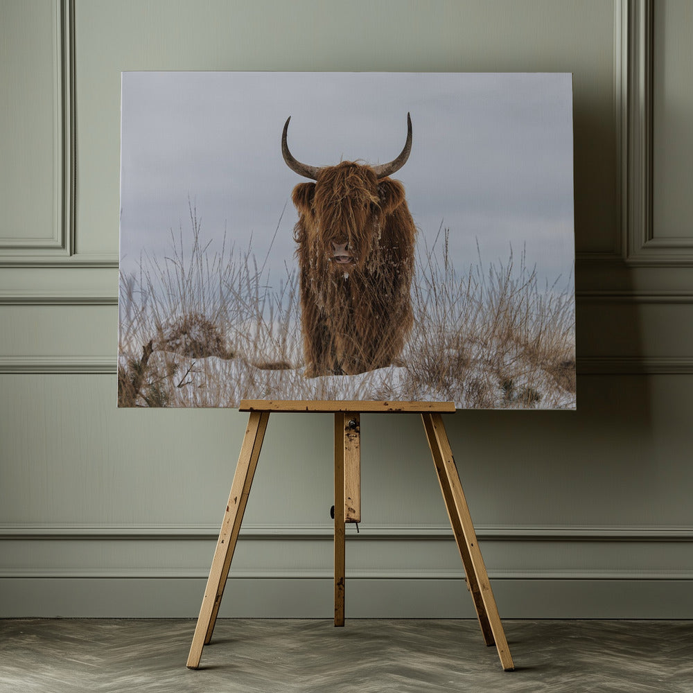 Highlander in Snow - Poster / Art Print - interiör