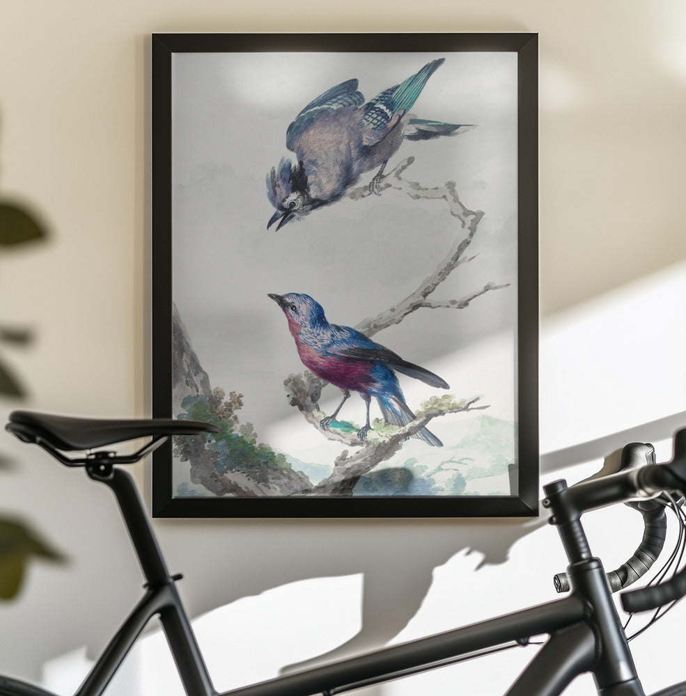 Two Birds a Blue Jay and a Purple Breasted Cotinga - Poster / Art Print - interiör