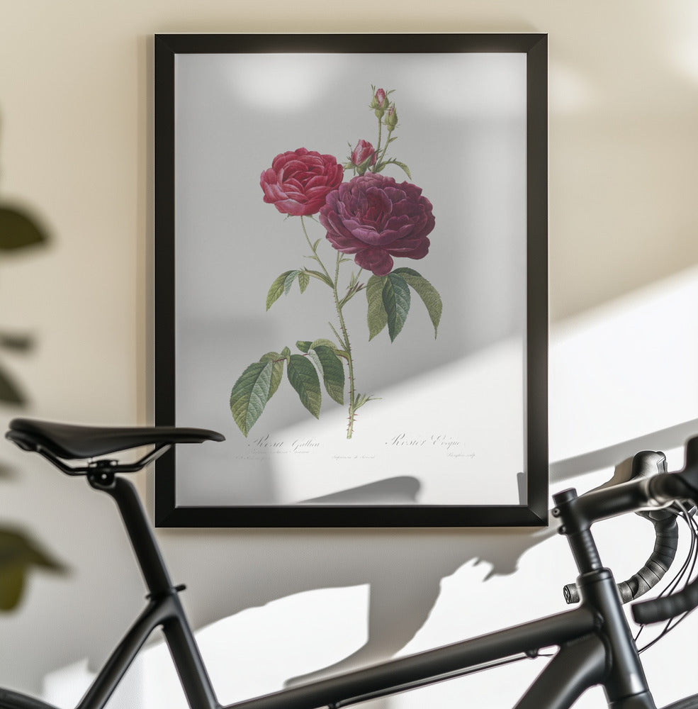 Purple French Rose, Les Roses (1817–1824) - Poster / Art Print - interiör