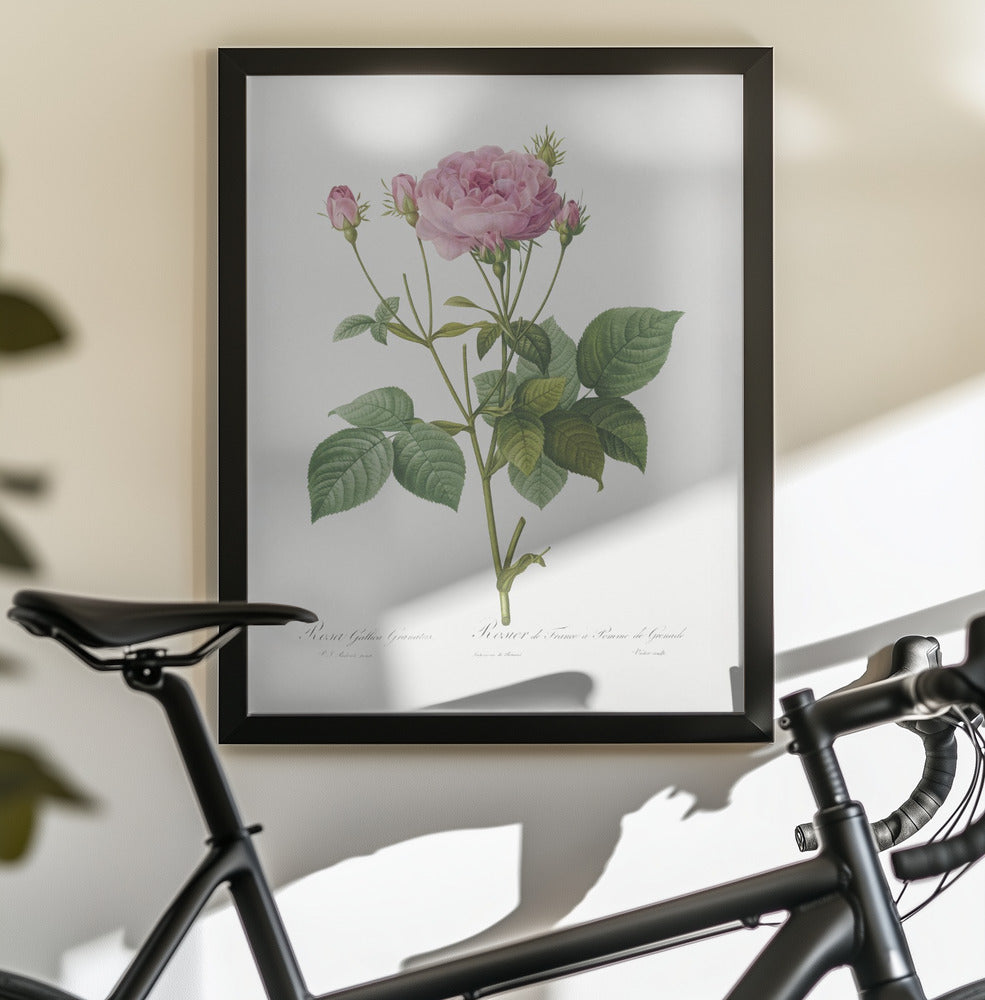Rosa Gallica Granules, Les Roses (1817–1824) - Poster / Art Print - interiör