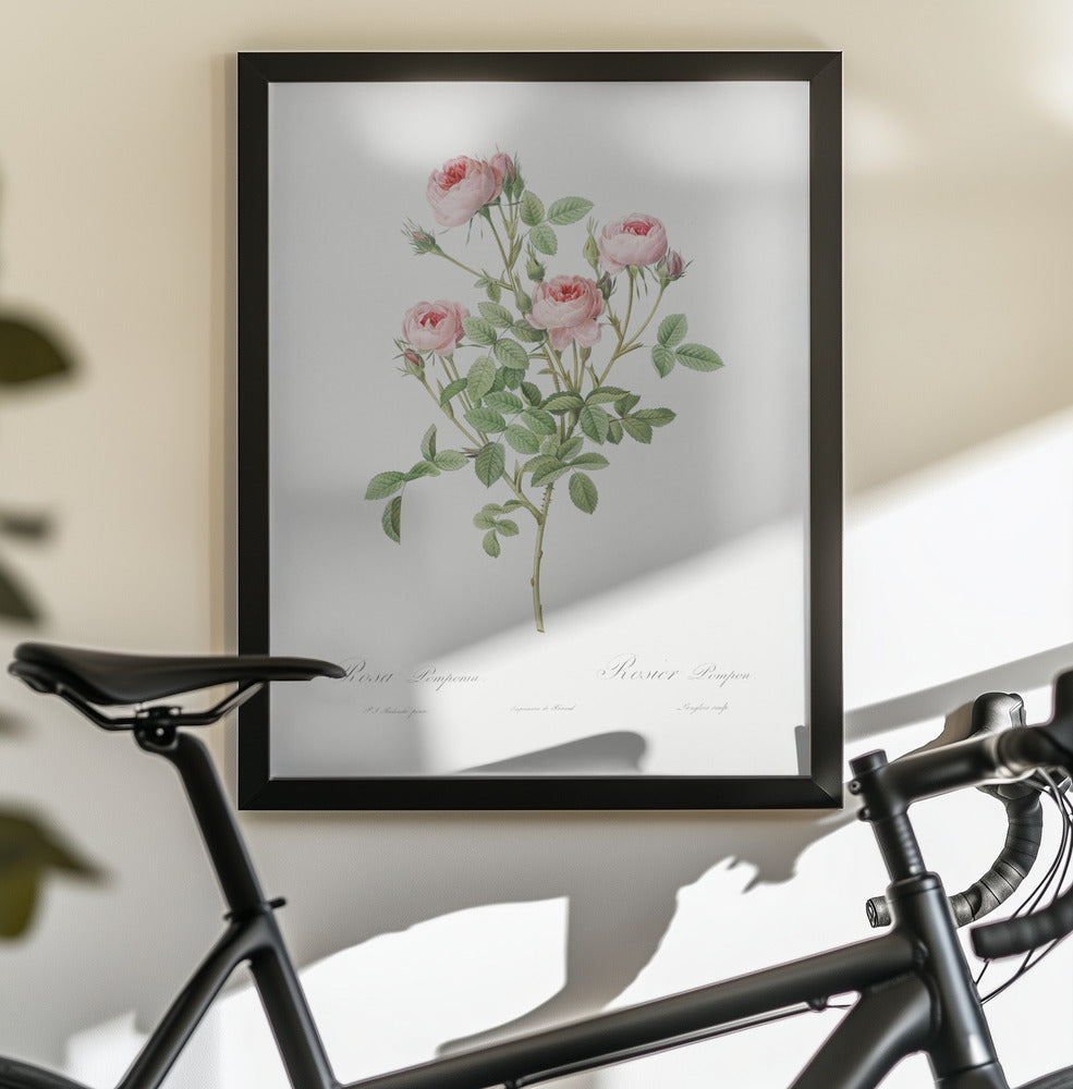 Burgundian Rose, Les Roses (1817–1824) - Poster / Art Print - interiör