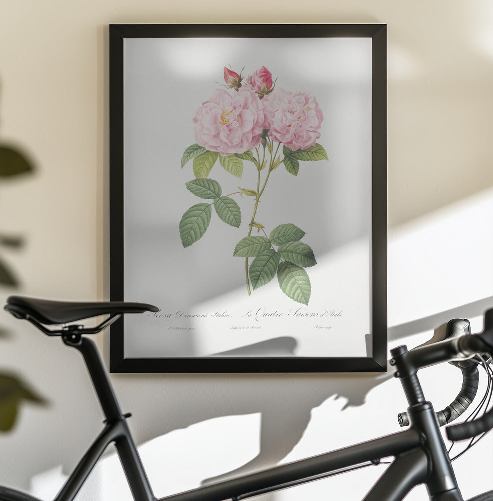 Rosa Bifera Officinalis, Les Roses (1817–1824) - Poster / Art Print - interiör