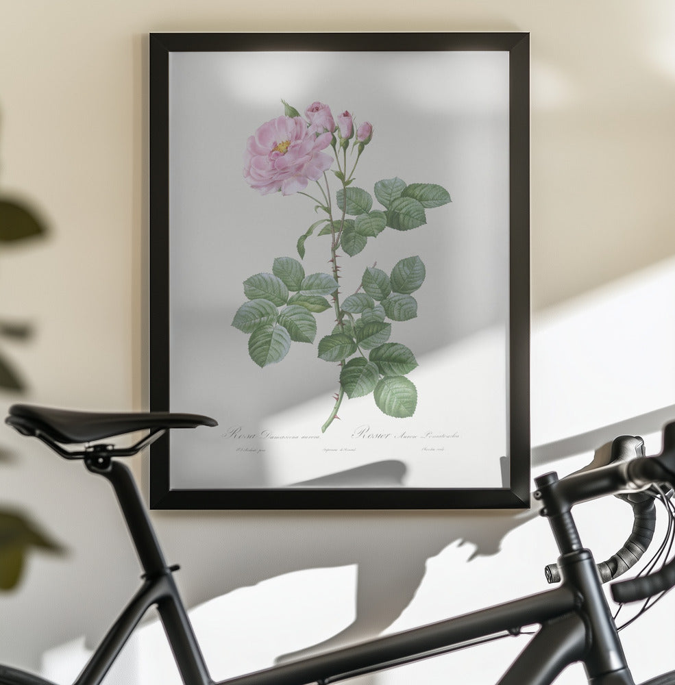 Aurora Poniatowska, Les Roses (1817–1824) - Poster / Art Print - interiör