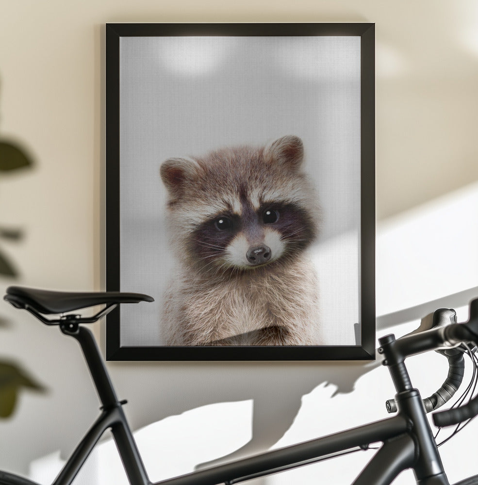Peekaboo Raccoon - Poster / Art Print - interiör