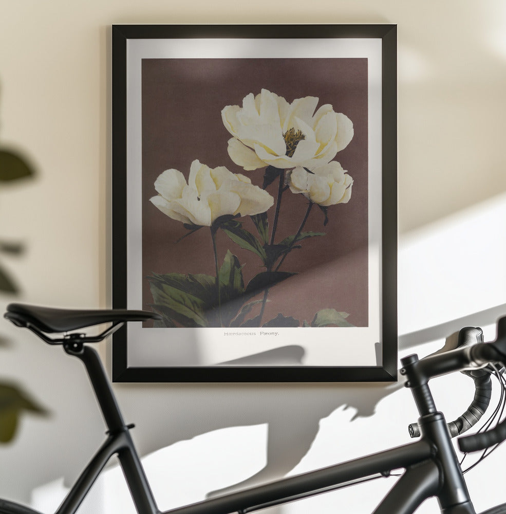 Hærdaceous Peony - Poster / Art Print - interiör