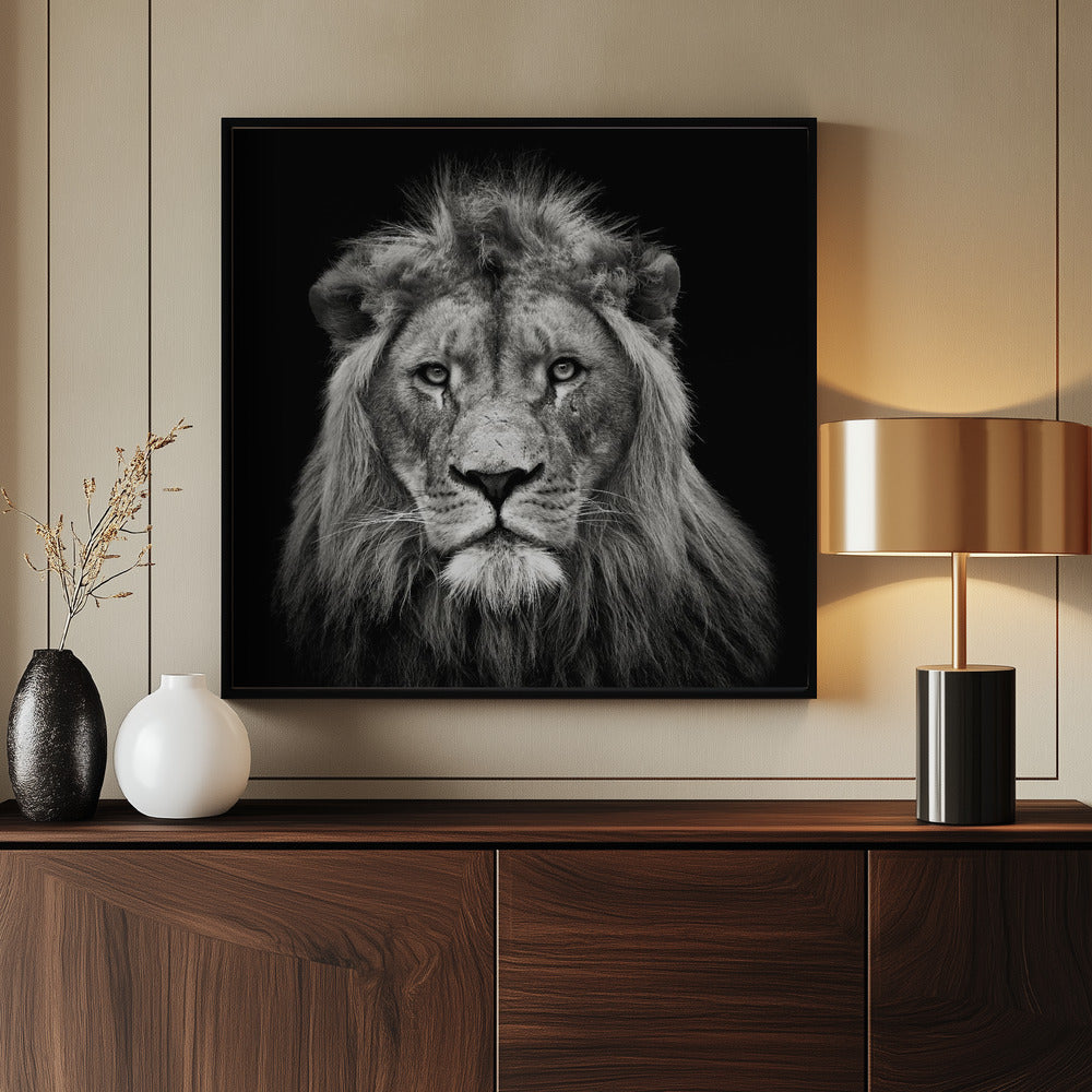Young Male Lion - Poster / Art Print - interiör