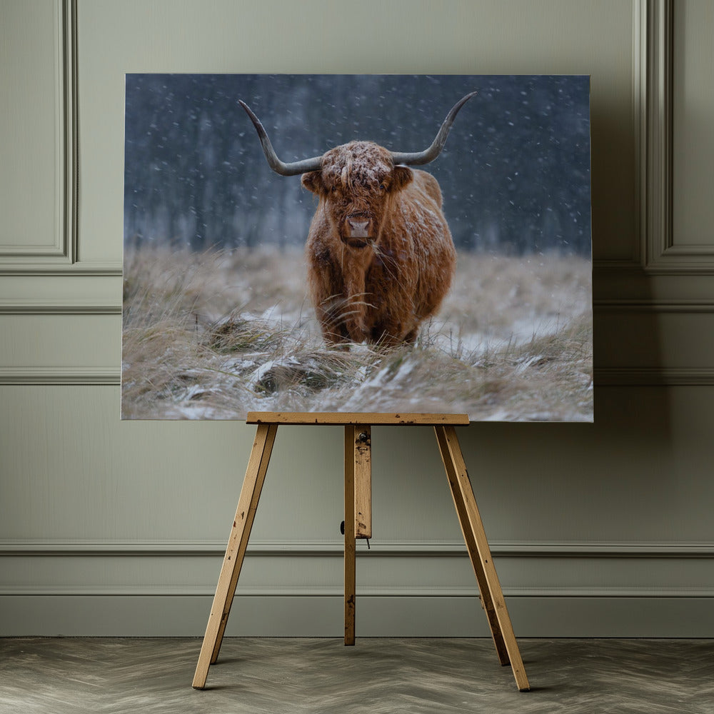 Snowy Highland cow - Poster / Art Print - interiör