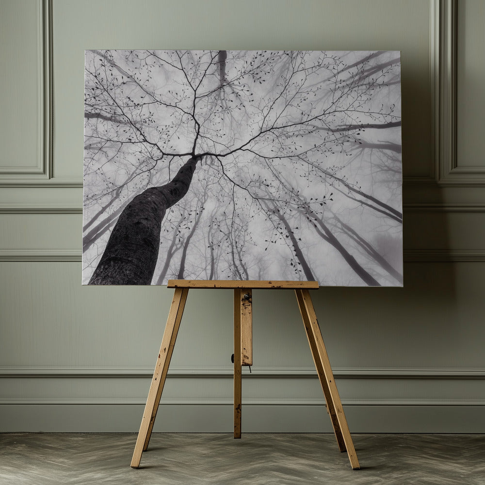 A view of the tree crown - Poster / Art Print - interiör