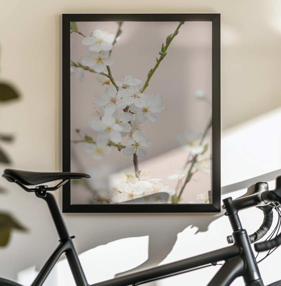 Cherry tree flowers - Poster / Art Print - interiör