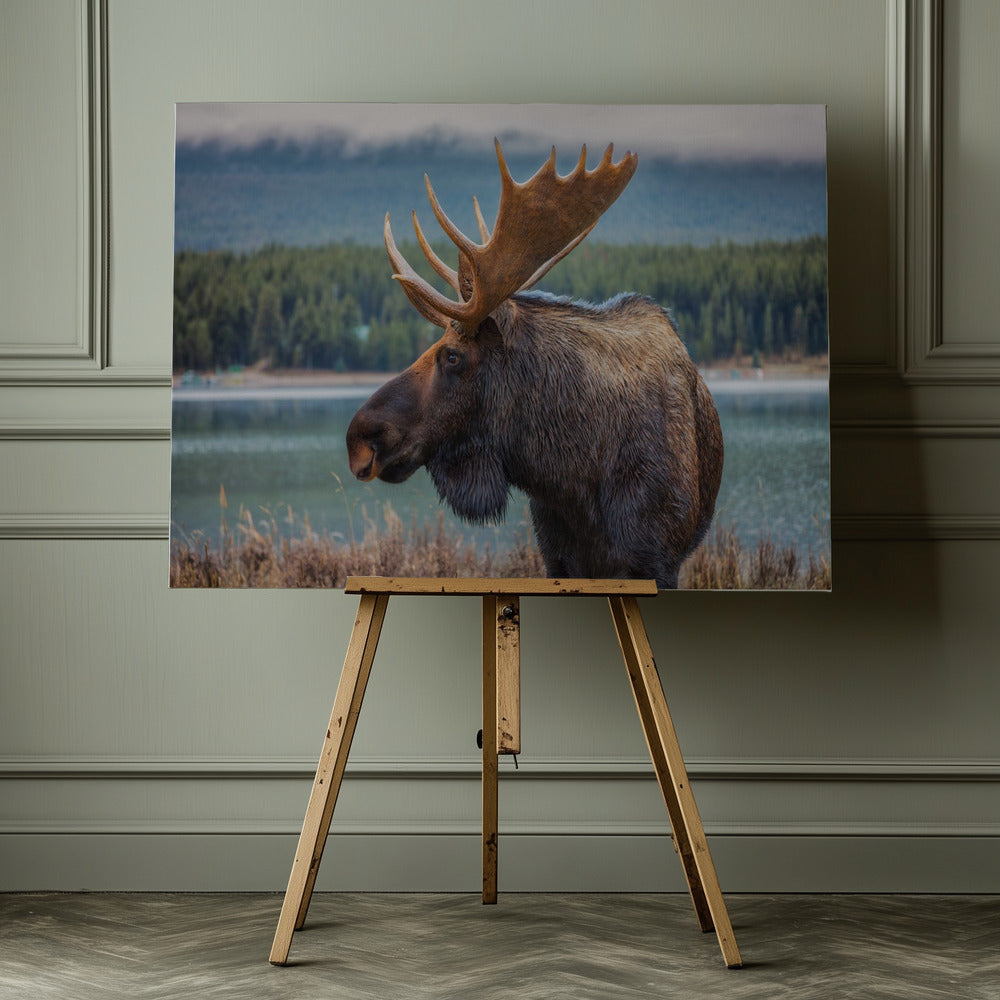 Moose - Poster / Art Print - interiör