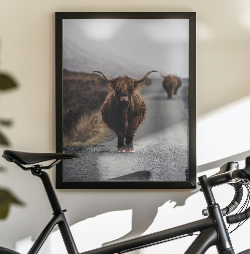 Cow - Poster / Art Print - interiör