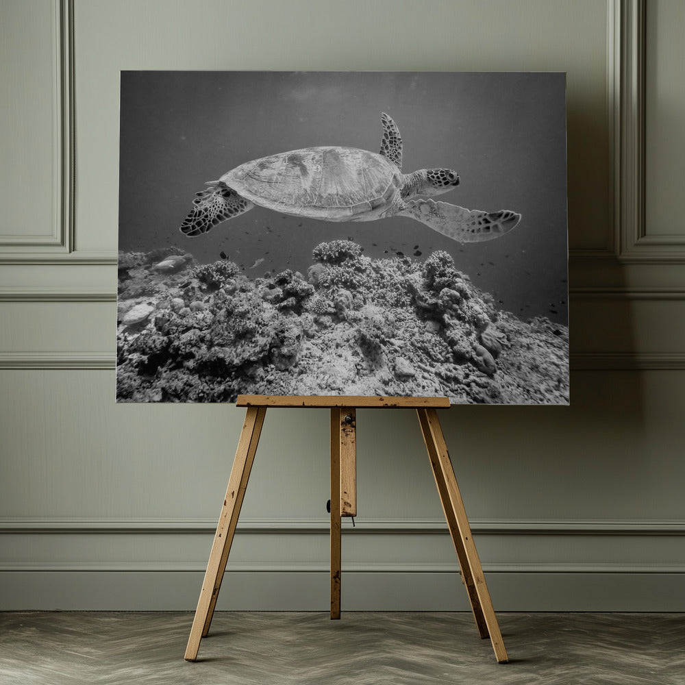 Sea Turtle at Sipadan - Poster / Art Print - interiör