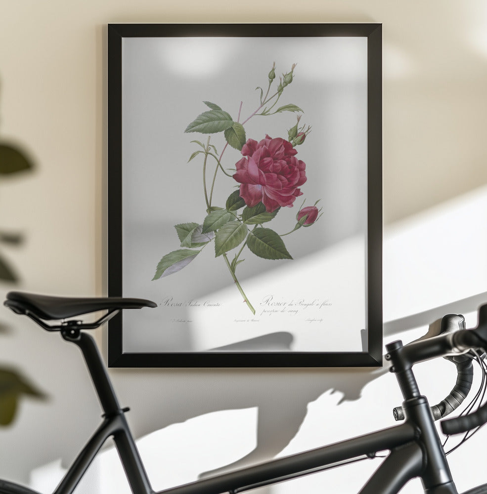 Blood Red Bengal Rose, Les Roses (1817–1824) - Poster / Art Print - interiör
