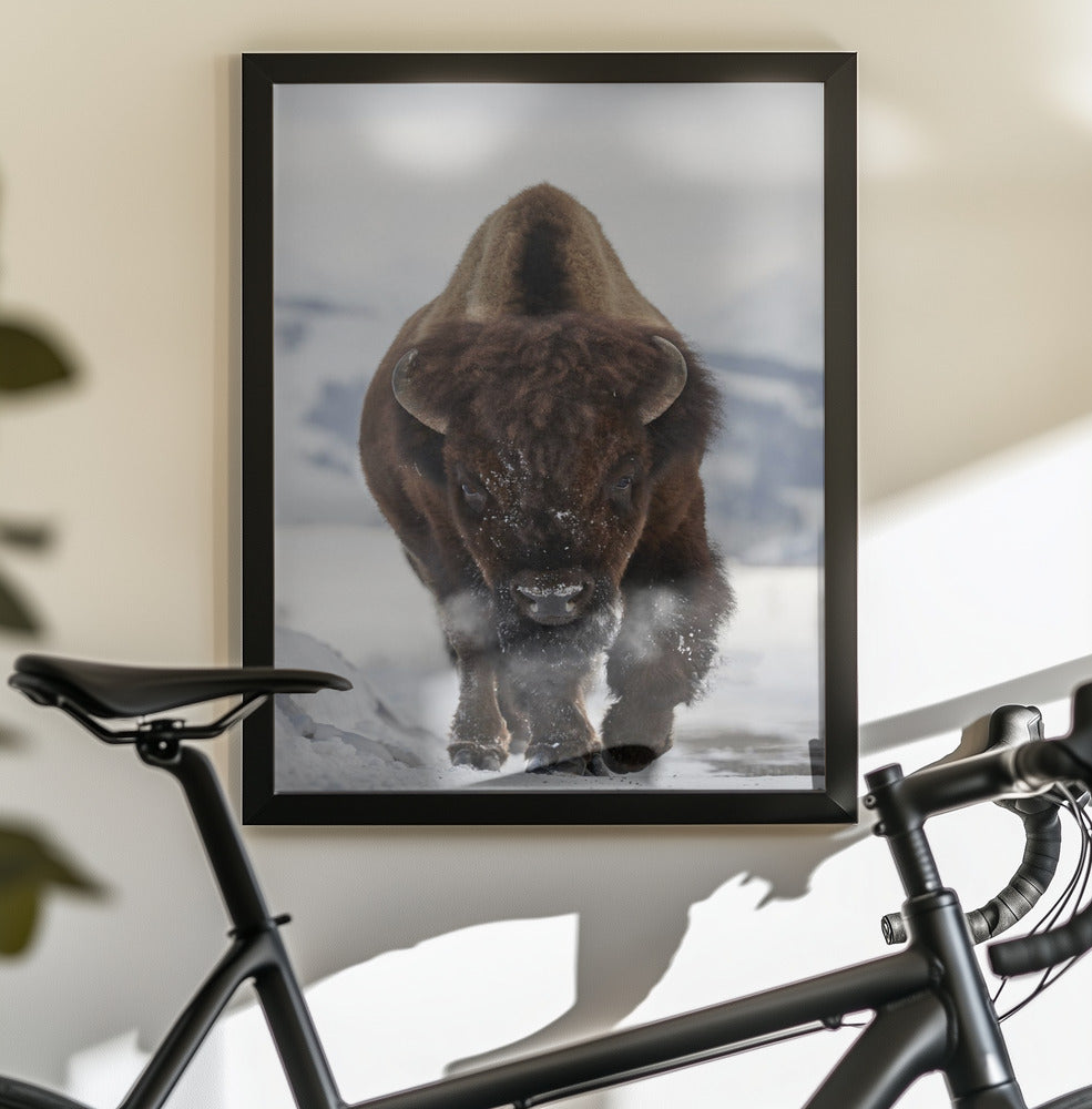 Bison Incoming - Poster / Art Print - interiör