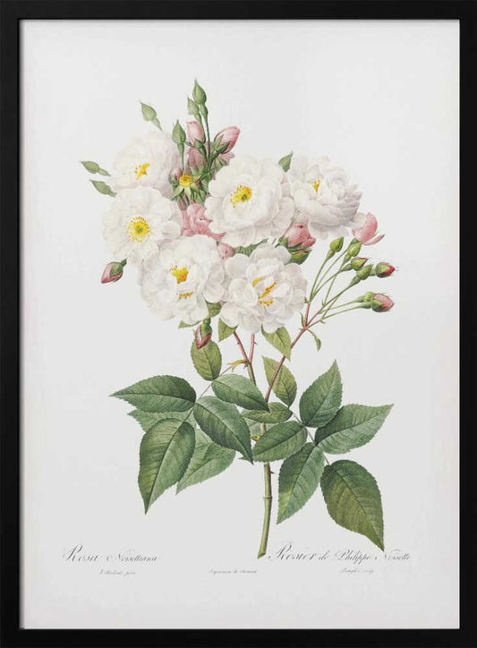 A vintage botanical illustration of a branch of white roses with yellow centers and pink buds. The detailed drawing shows lush green leaves on a white background, with scientific script at the bottom. The entire print is framed in a simple black frame. Poster