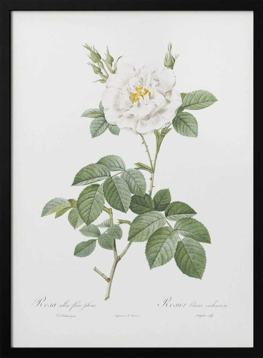 A vintage botanical illustration of a white rose, labeled 'Rosa alba flore pleno'. The flower is in full bloom with a yellow center, surrounded by buds and lush green leaves on a thorny stem. The artwork is presented on an off-white background with cursive text at the bottom and is displayed in a simple black frame. Wall Art