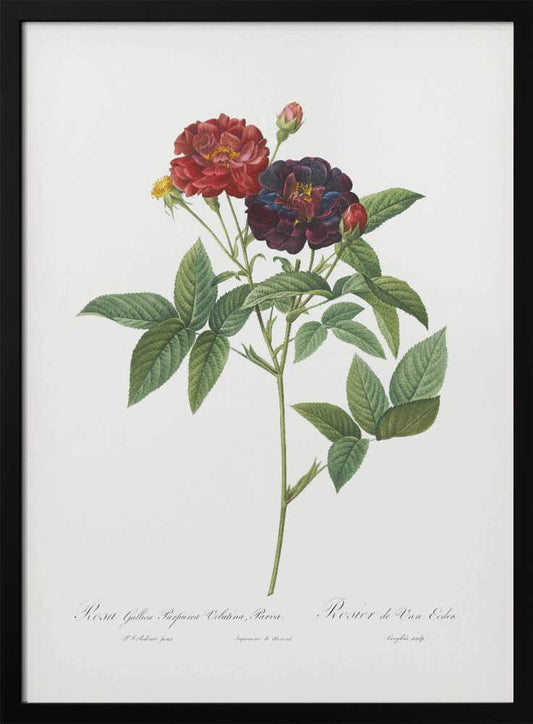 A classic botanical illustration of a rose stem with lush green leaves, showcasing a fully bloomed deep red flower and a dark velvety purple-red flower against a clean white background. The artwork, which includes cursive text at the bottom, is set within a simple black frame. Print