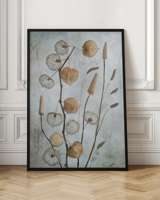 A delicate botanical still life photograph featuring dried Chinese lantern plants and various grasses against a textured, muted sage green background. Some of the lantern husks are solid and papery brown, while others are skeletal, showing the intricate vein structure. Print