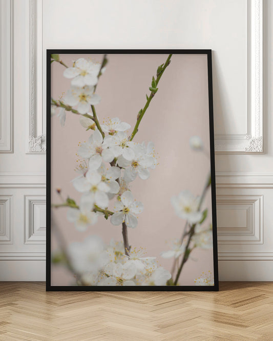 A close-up photograph of delicate white cherry blossoms with yellow stamens blooming on a thin branch against a soft pale pink background. The image has a shallow depth of field, focusing on the central cluster of flowers. Artwork
