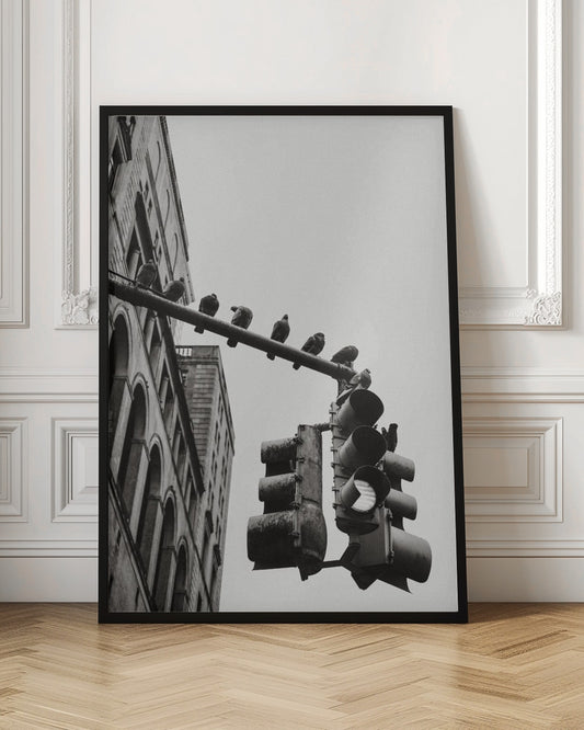A low-angle, black and white photograph of pigeons perched along a traffic light arm, with a large city building in the background against a gray sky. Wall Art