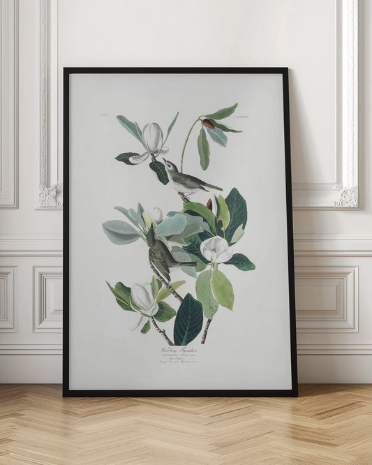 A vintage scientific illustration of two small olive-green birds, Warbling Flycatchers, perched on the branches of a magnolia tree. The tree has large green leaves and several large white magnolia flowers in various stages of bloom. The illustration is on a white background with script at the bottom and presented in a black frame. Decor