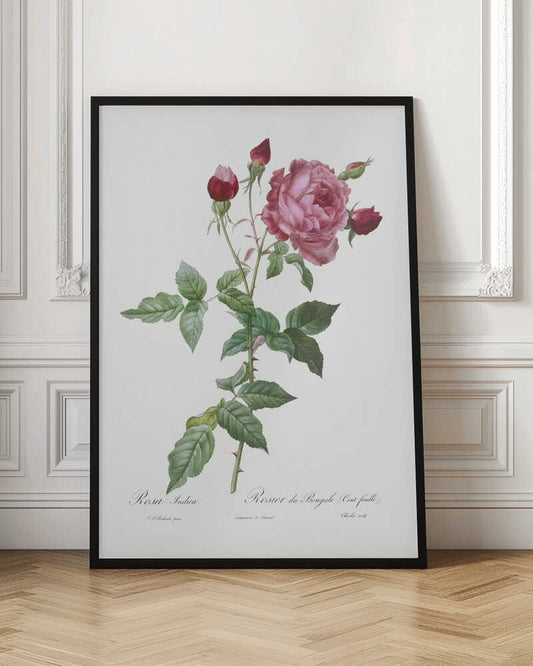 A vintage botanical illustration of a pink and red rose stem, featuring a large, fully bloomed pink flower and several red buds. The thorny green stalk and detailed leaves are set against a plain off-white background with cursive text below. The artwork is presented in a simple black frame. Wall Art
