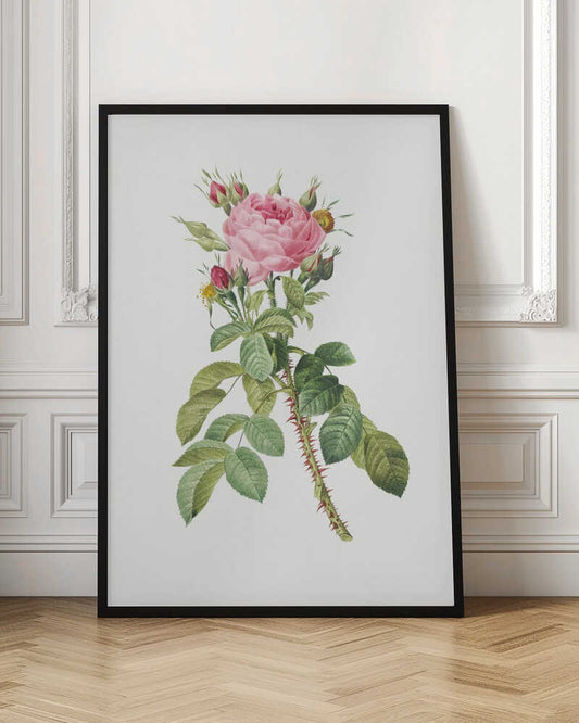 A framed vintage botanical illustration of a pink rose on a white background. The central stem is covered in sharp red thorns and has abundant green leaves. At the top, a large multi-petaled pink rose is in full bloom, surrounded by smaller red and pink buds. Artwork