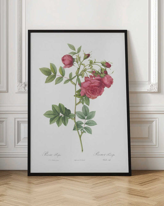 A vintage botanical illustration of a pink rose stem against a white background, enclosed in a black frame. The illustration details the plant's green leaves, pinkish-red flower heads, and buds. Cursive text identifies the species at the bottom. Print
