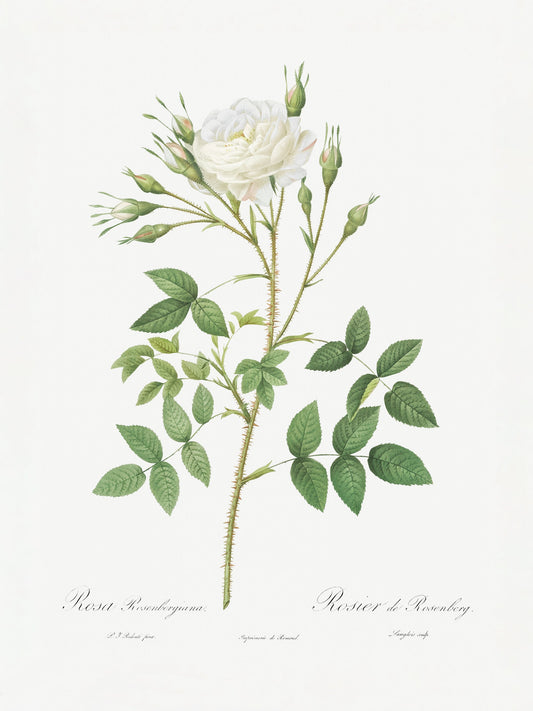 Rose of Rosenberg, Les Roses (1817–1824) - Poster / Art Print