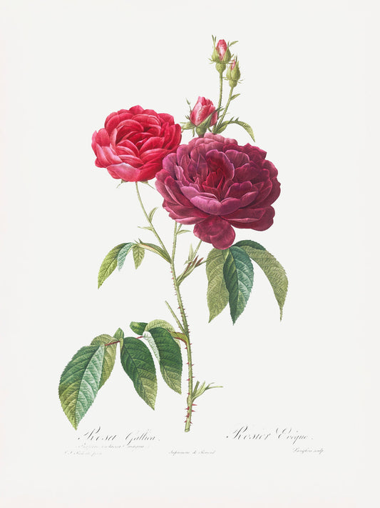 Purple French Rose, Les Roses (1817–1824) - Poster / Art Print