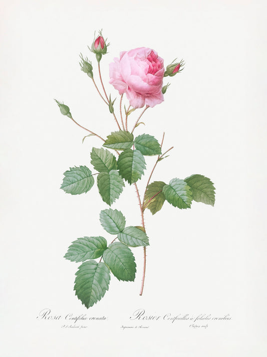Crenate Leaved Cabbage Rose, Les Roses (1817–1824) - Poster / Art Print