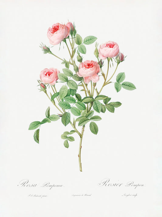Burgundian Rose, Les Roses (1817–1824) - Poster / Art Print