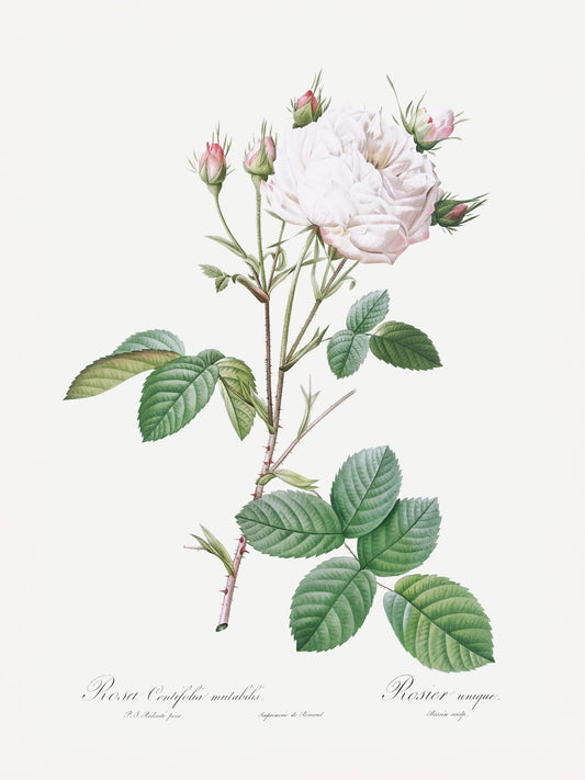 Cabbage Rose White Provence, Les Roses (1817–1824) - Poster / Art Print