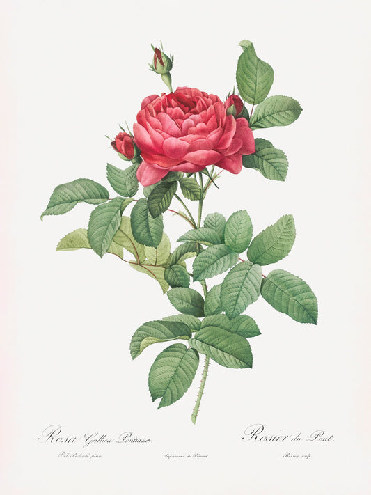 Rosa Gallica Pontiana, Les Roses (1817–1824) - Poster / Art Print