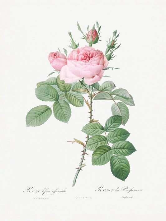 Rosa Bifera Officinalis,les Roses (1817–1824) - Poster / Art Print