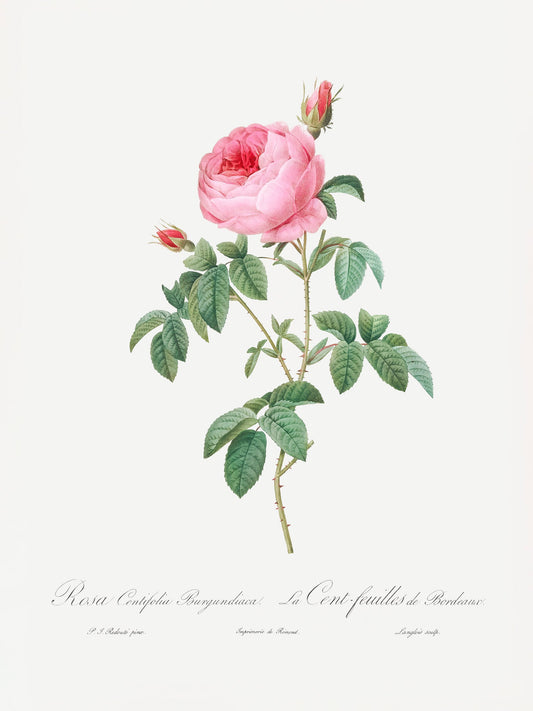 Burgundy Cabbage Rose, Les Roses (1817–1824) - Poster / Art Print