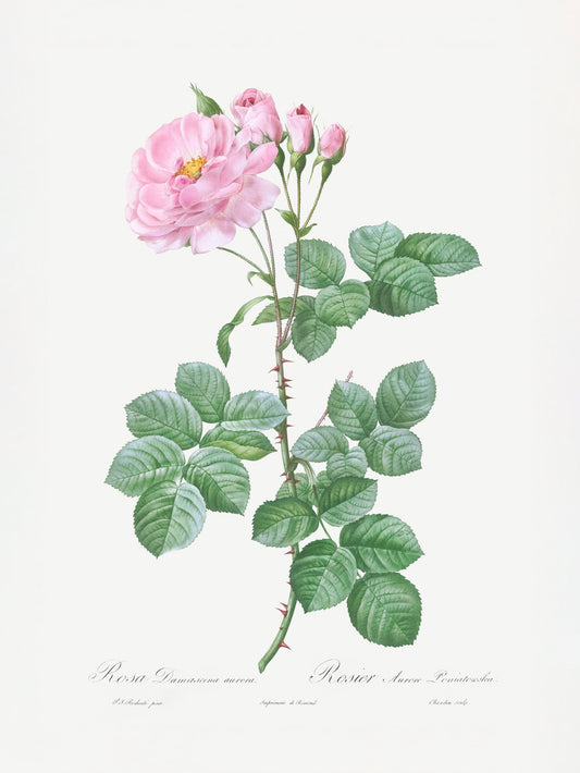 Aurora Poniatowska, Les Roses (1817–1824) - Poster / Art Print