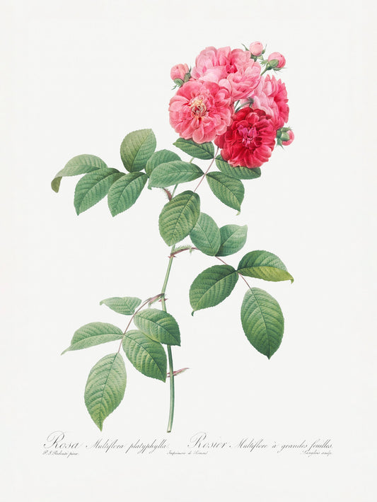 Seven Sisters Roses, Les Roses (1817–1824) - Poster / Art Print