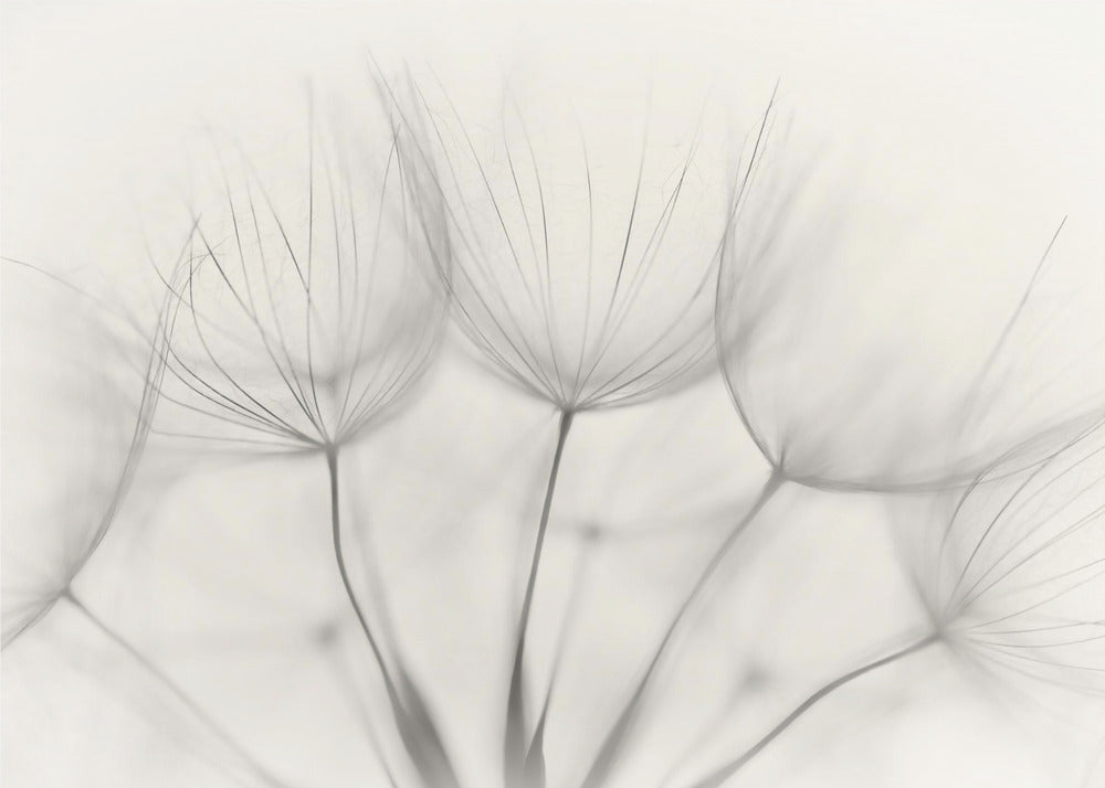 A soft-focus, monochrome macro photograph of several delicate dandelion seeds against a light cream background, presented in a silver frame. Artwork