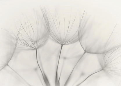 A soft-focus, monochrome macro photograph of several delicate dandelion seeds against a light cream background, presented in a silver frame. Artwork